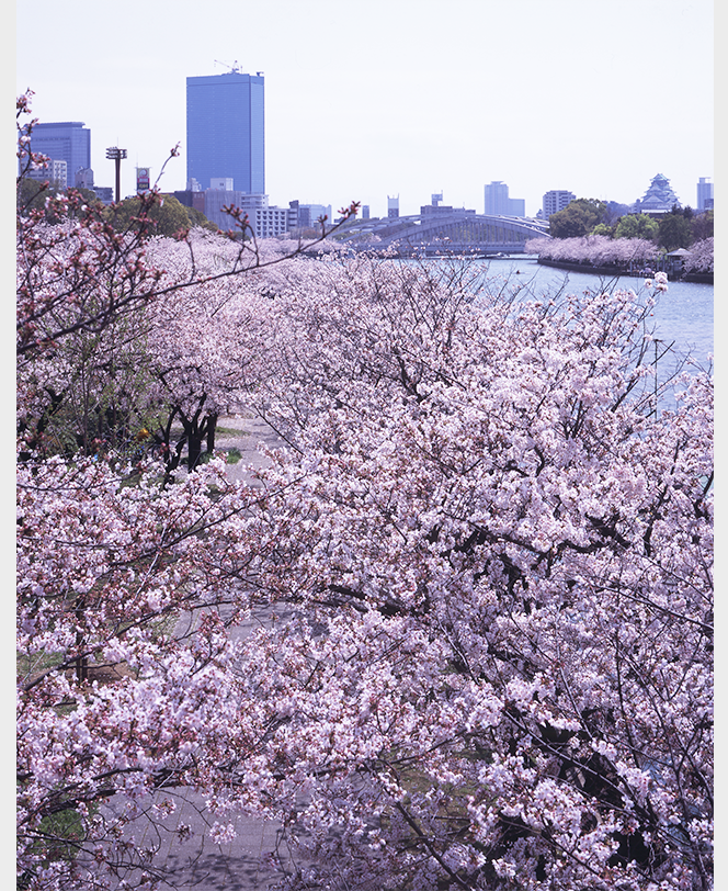 桜の会・平成の通り抜け, 大阪府, 2004年